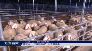 乡村振兴&middot;筑梦舒兰丨舒兰市莲花乡：&ldquo;湖羊妈妈&rdquo;生了双胞胎