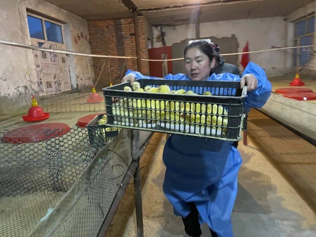 白鹅振翅 产业振兴丨舒兰市法特镇今年首批鹅雏入棚