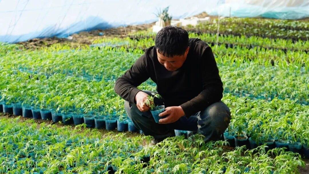 乡村振兴&middot;筑梦舒兰丨舒兰市朝阳镇：人勤春来早 蔬菜育苗忙