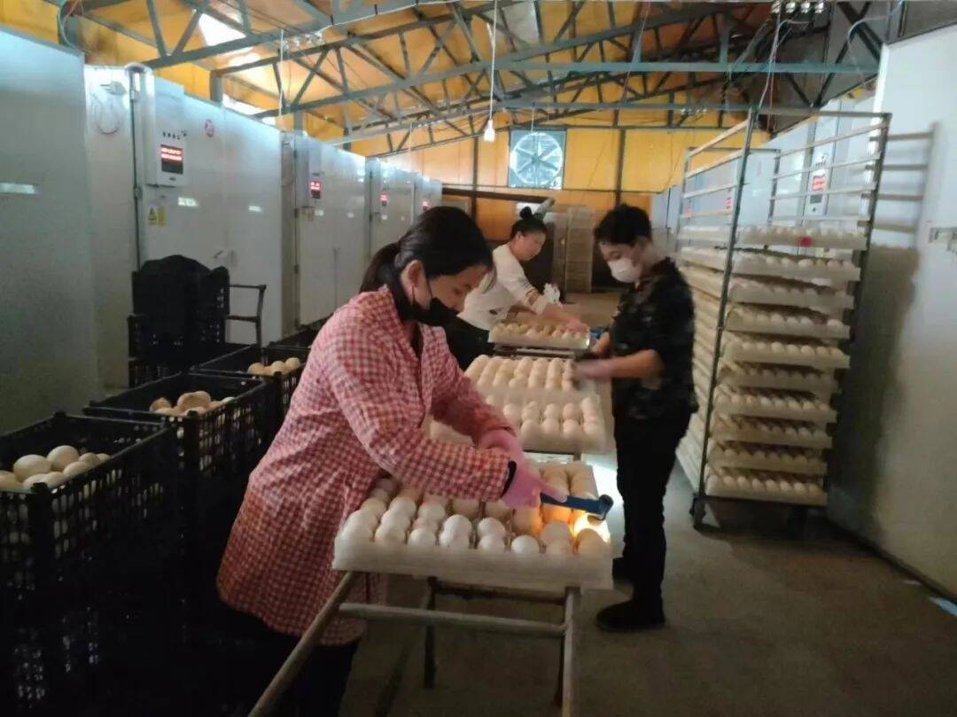 白鹅振翅 产业振兴丨舒兰市畜牧业管理局开展白鹅种蛋进场安全检查