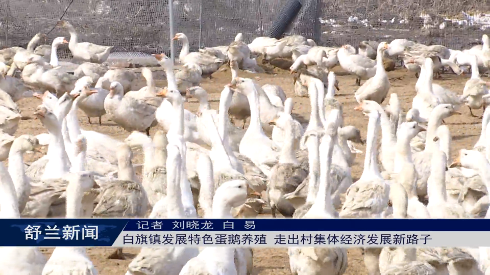 乡村振兴&middot;筑梦舒兰丨舒兰市白旗镇发展特色蛋鹅养殖 走出村集体经济发展新路子