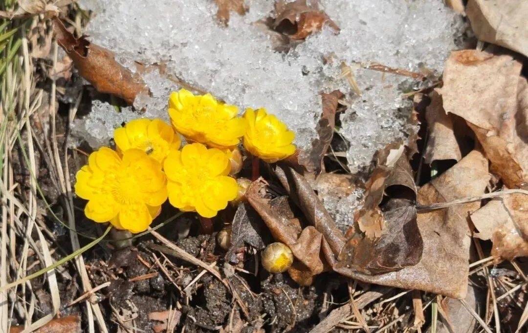 &ldquo;她&rdquo;如约而至，舒兰的春天真的来啦！