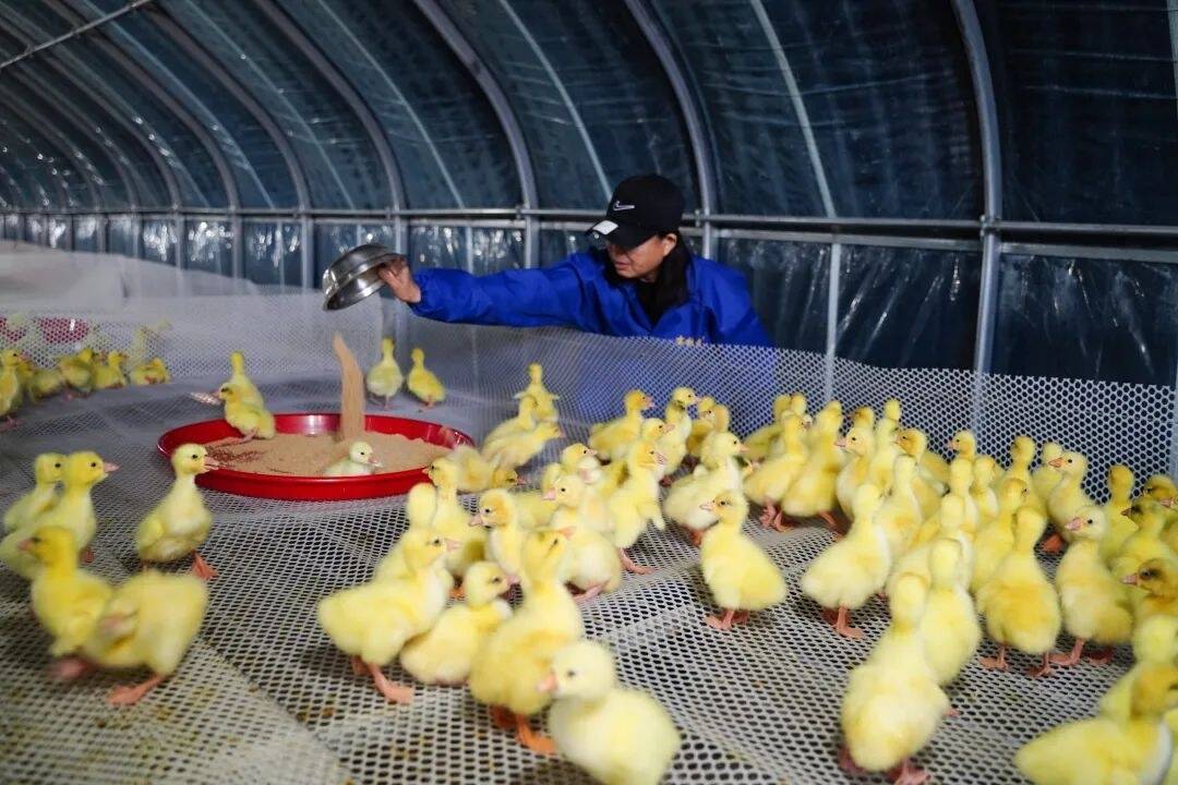 白鹅振翅 产业振兴丨舒兰市环城街道：全程服务护航白鹅产业高质量发展