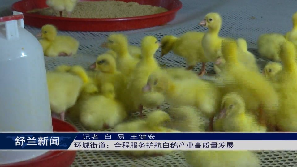 白鹅振翅 产业振兴丨舒兰市环城街道：全程服务护航白鹅产业高质量发展