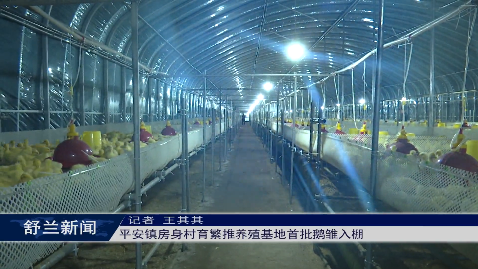 白鹅振翅 产业振兴丨舒兰市平安镇房身村育繁推养殖基地首批鹅雏入棚