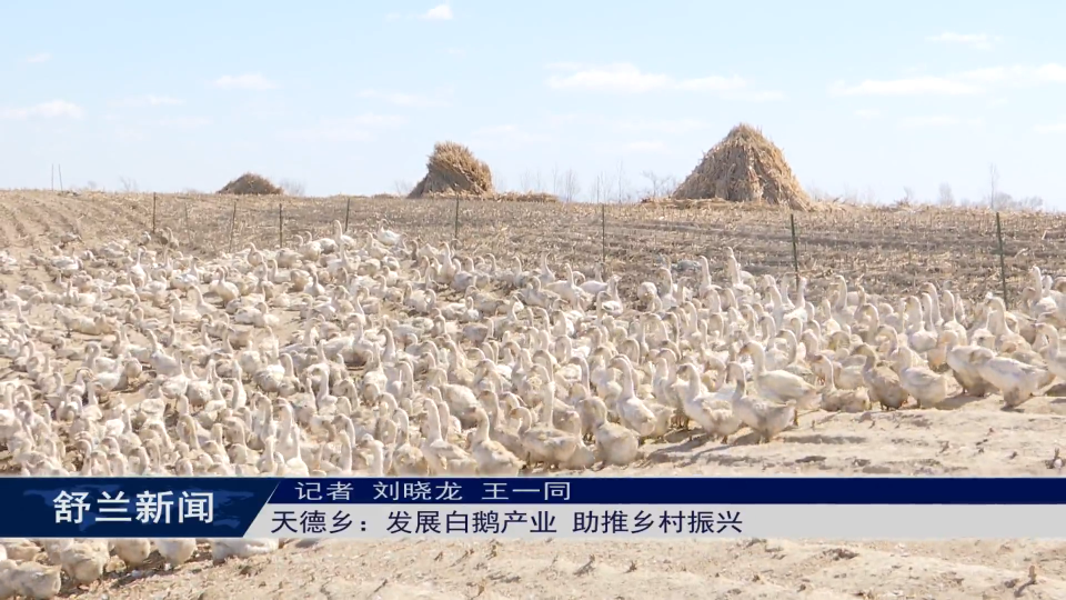 白鹅振翅 产业振兴丨舒兰市天德乡：发展白鹅产业 助推乡村振兴