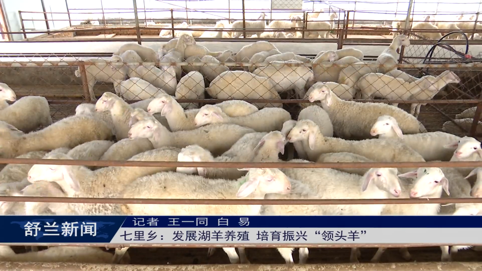乡村振兴·筑梦舒兰丨舒兰市七里乡：发展湖羊养殖 培育振兴“领头羊”