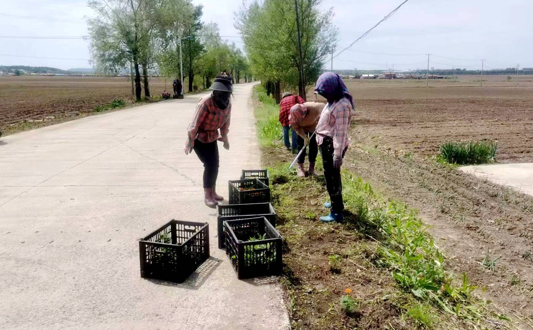 舒兰市朝阳镇：种花添绿增新颜 人居环境再提升