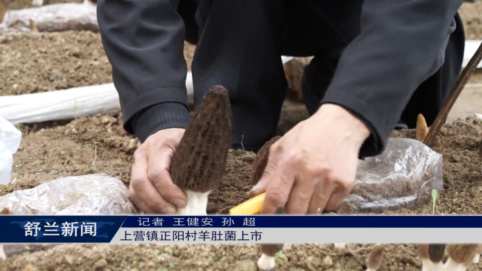 乡村振兴·筑梦舒兰丨舒兰市上营镇正阳村羊肚菌上市