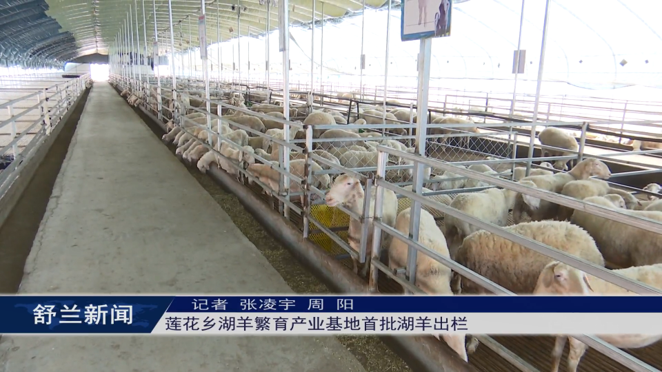 乡村振兴·筑梦舒兰丨舒兰市莲花乡湖羊繁育产业基地首批湖羊出栏