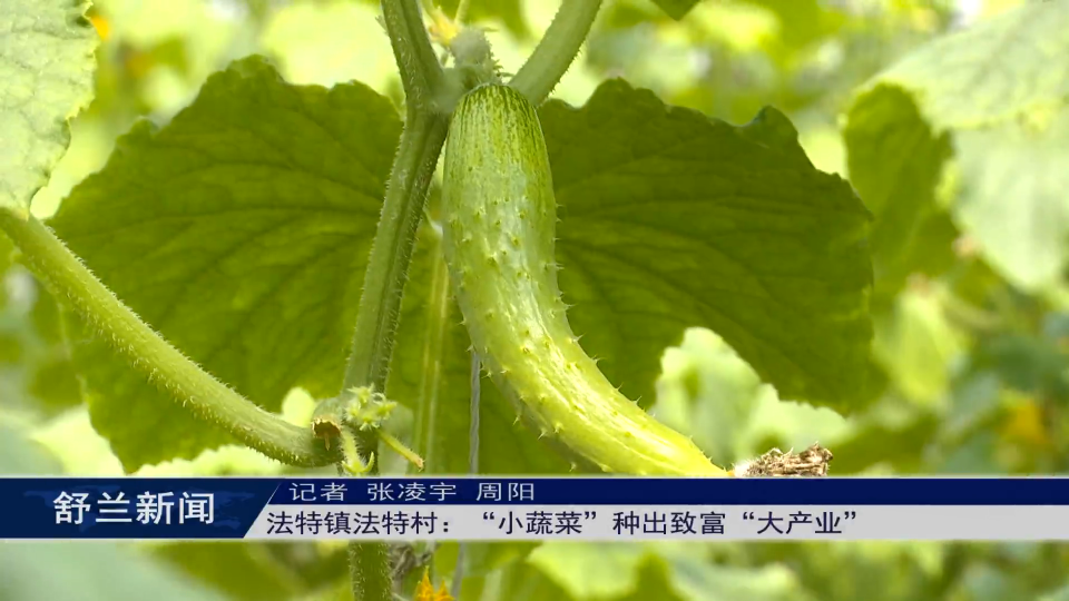 乡村振兴·筑梦舒兰丨法特镇法特村：“小蔬菜”种出致富“大产业”