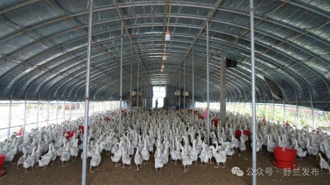 舒兰市天德乡帮扶脱贫户养殖白鹅