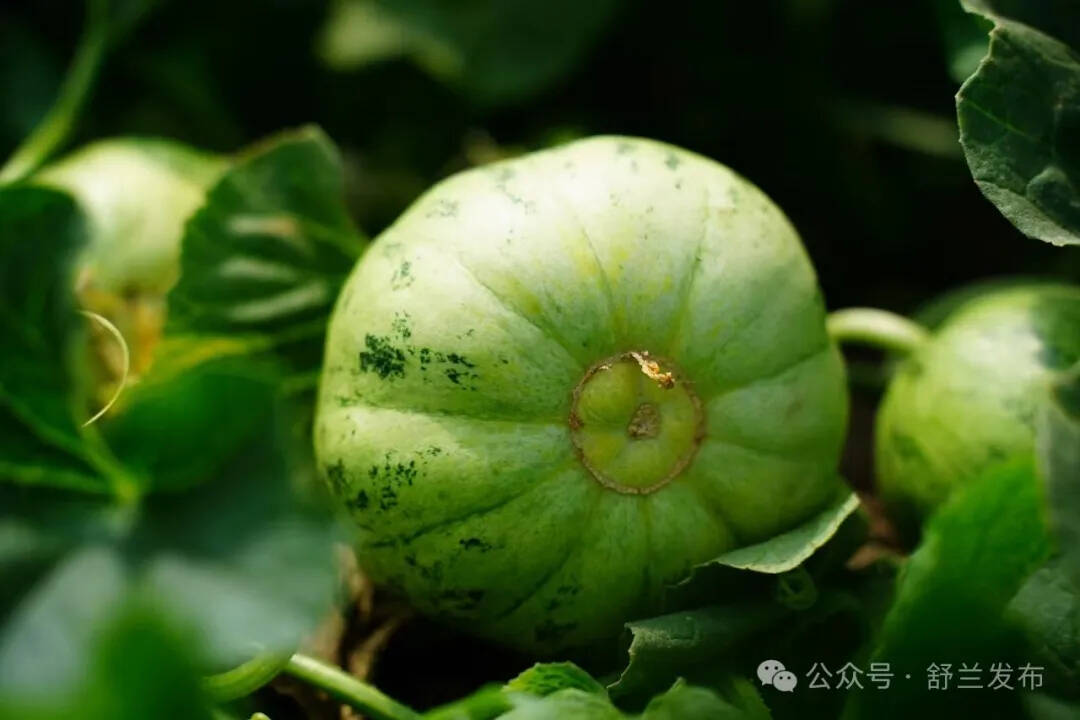 乡村振兴·筑梦舒兰丨白旗香瓜比蜜甜 助农增收获称赞