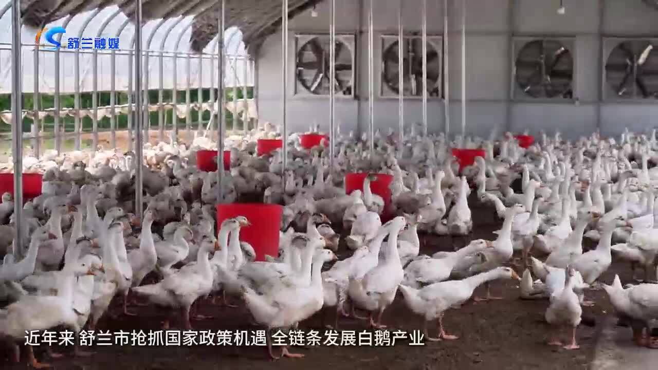 舒兰市全链条发展白鹅产业