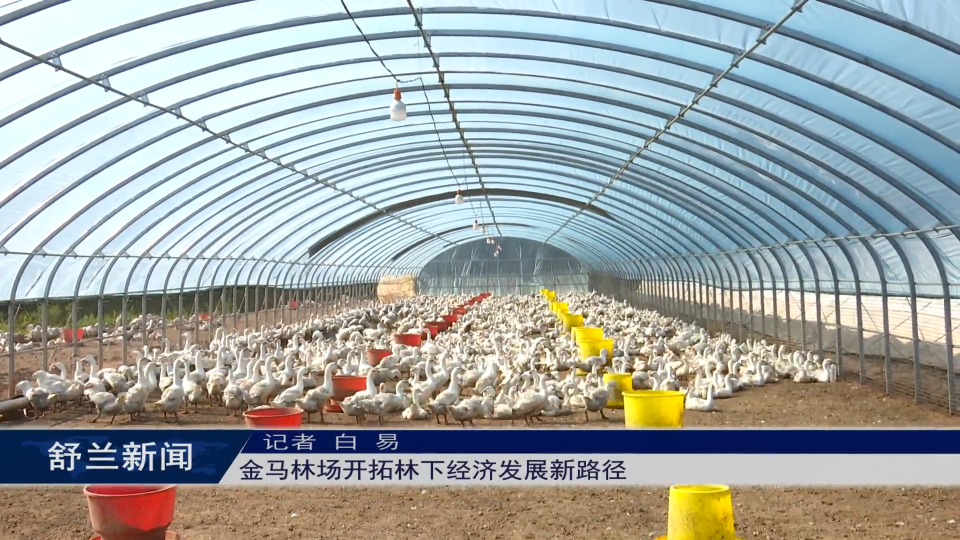 乡村振兴·筑梦舒兰丨舒兰市金马林场开拓林下经济发展新路径