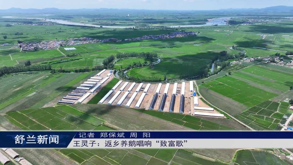 白鹅振翅 产业振兴丨王灵子：返乡养鹅唱响“致富歌”
