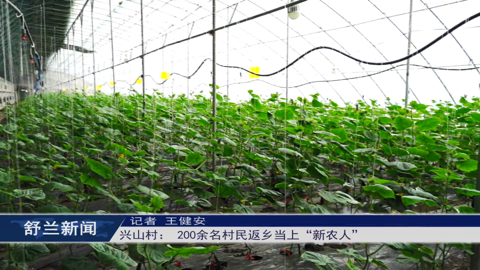 “兰姐”走乡村丨舒兰市兴山村： 200余名村民返乡当上“新农人”