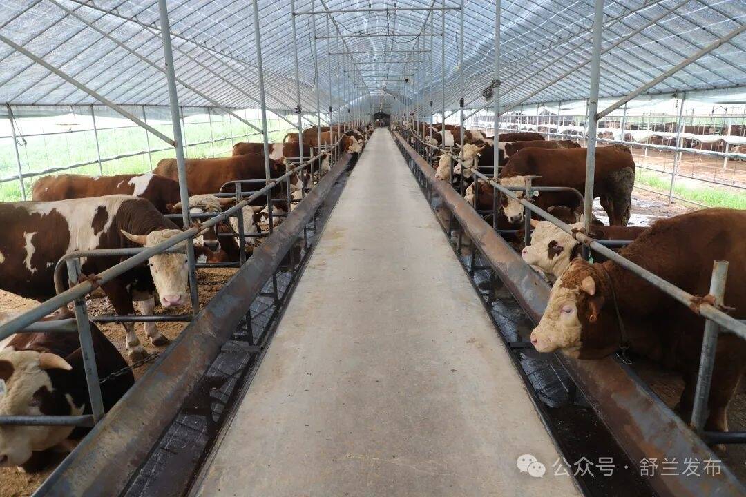 “兰姐”走乡村丨永合村：肉牛养殖好“犇”头 产业路上“牛”劲足