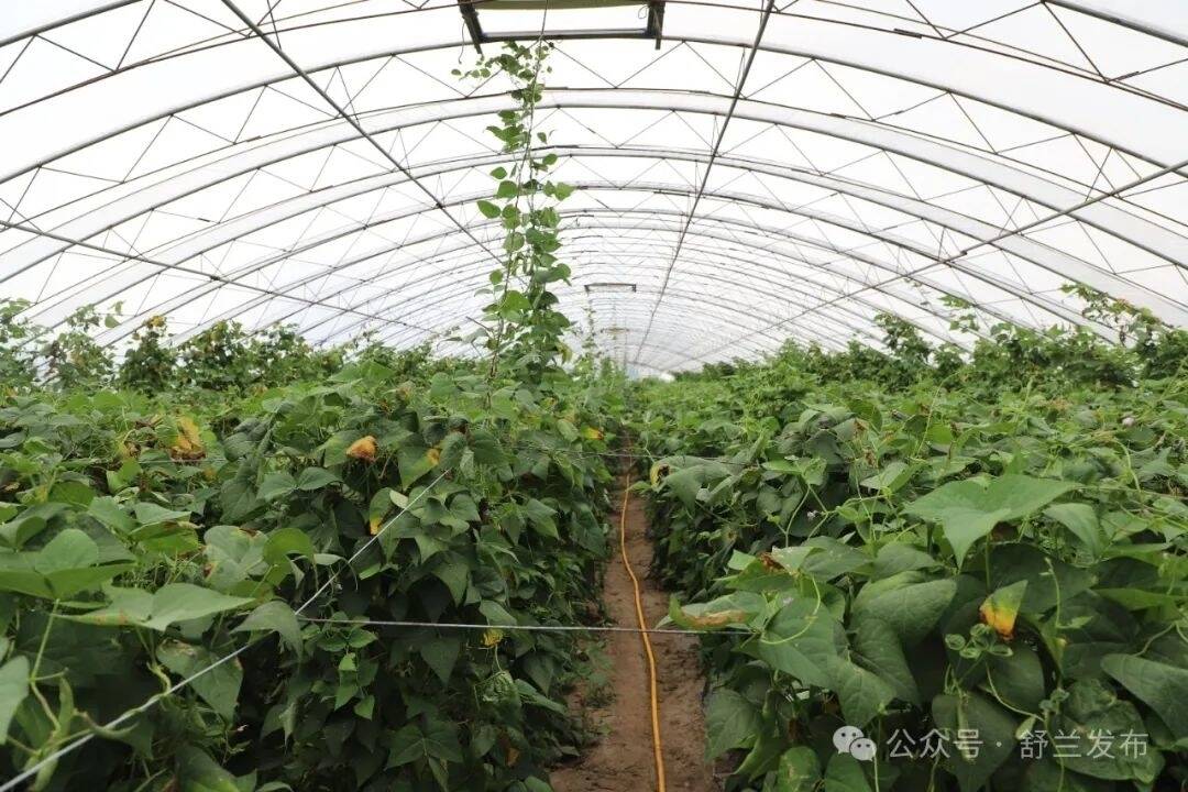 “兰姐”走乡村丨西良村：发展蔬菜循环种植 铺就乡村致富路