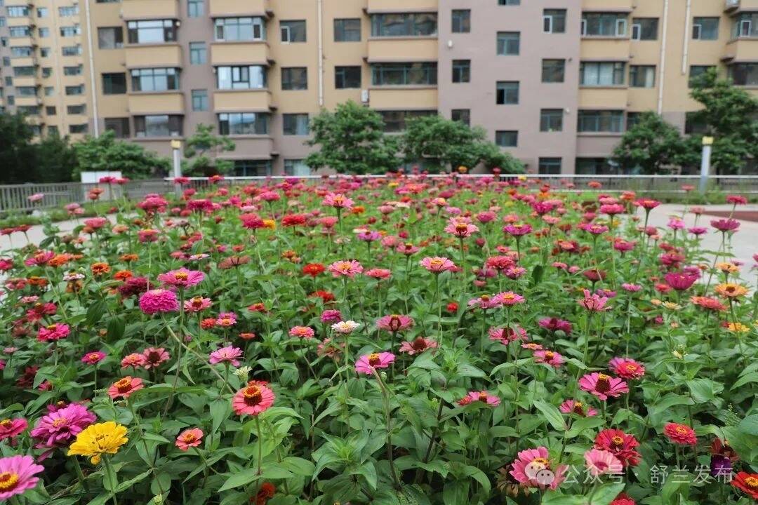 创城进行时丨舒兰市南城街道为“白”鹅经济“景”上添“花”