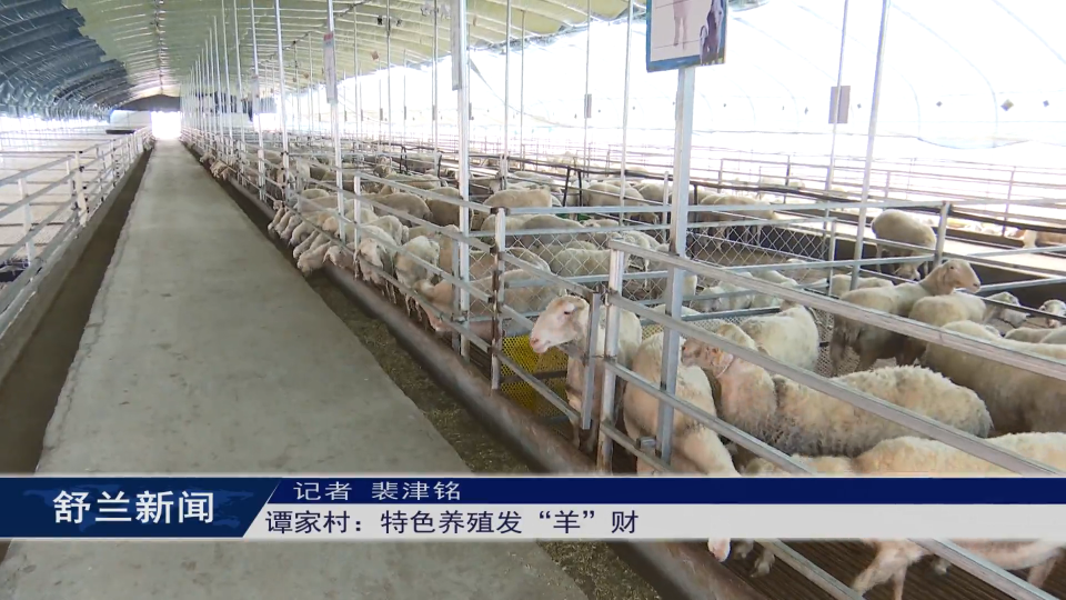 “兰姐”走乡村丨谭家村：特色养殖发“羊”财
