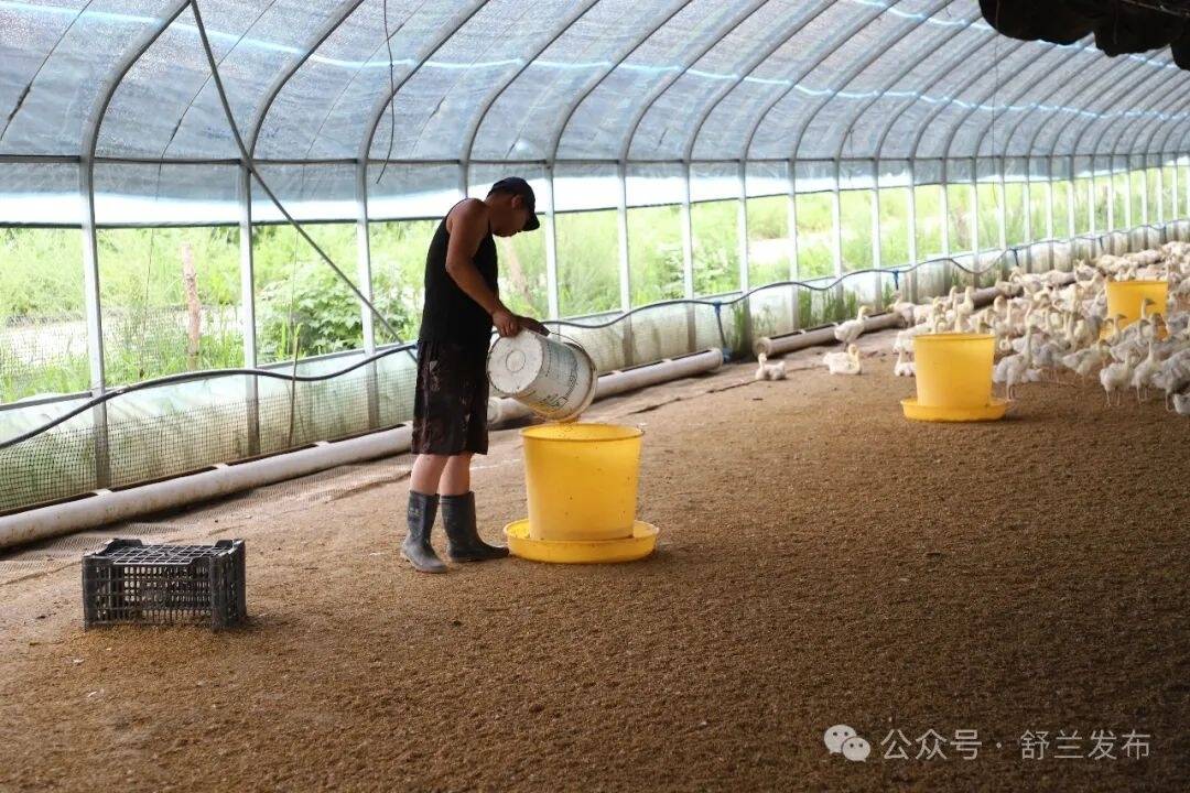 “兰姐”走乡村丨新河村：白鹅养殖新模式 “统购统销”促增收