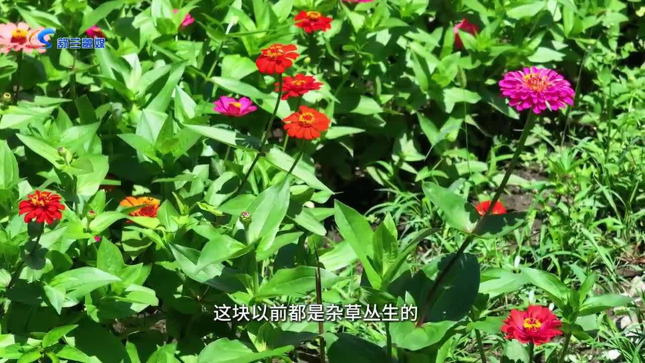 南城街道“风光无限好 花开正当时”