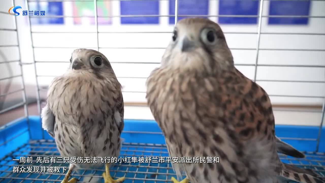红隼展翅高飞 回归自然