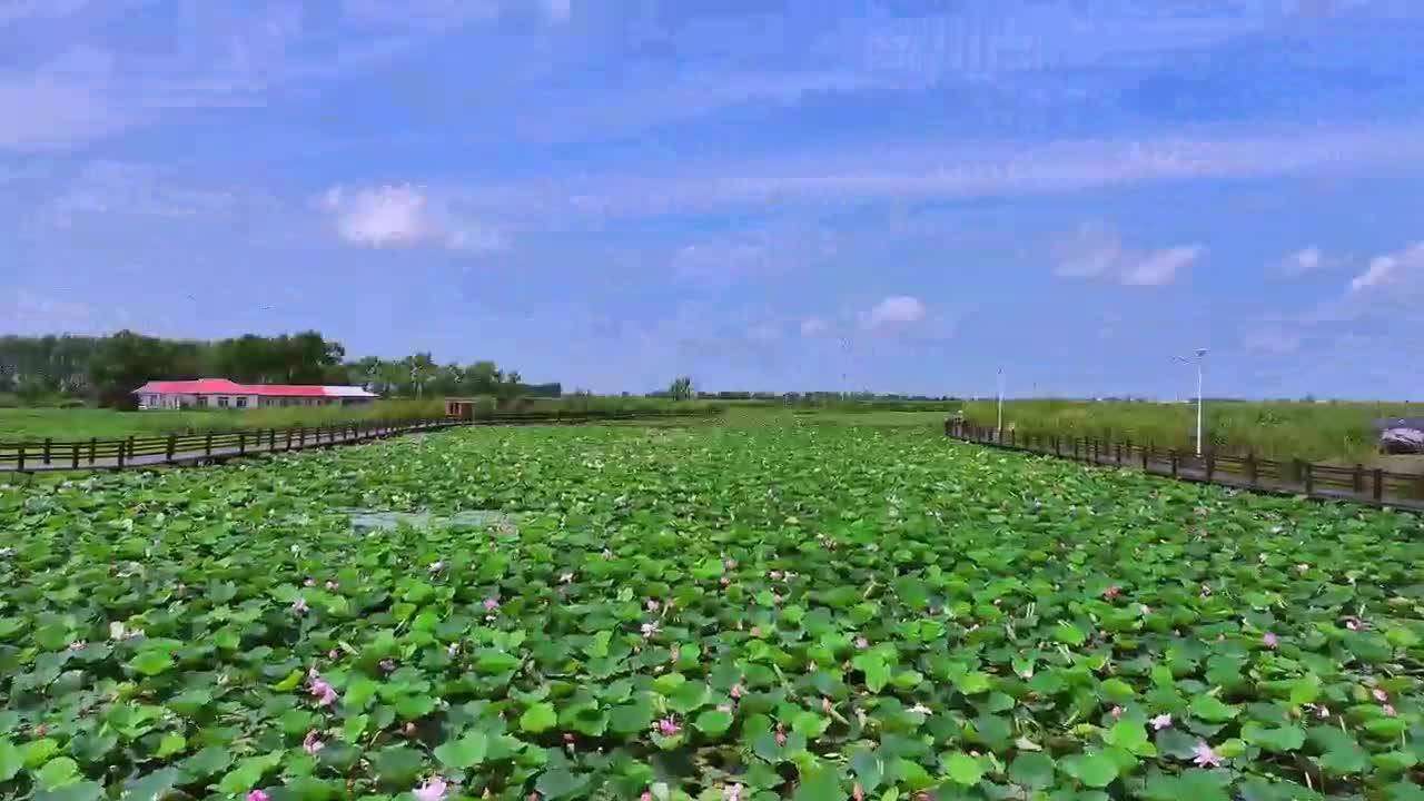 航拍舒兰 舒兰市莲花乡邀您来莲花公园打卡