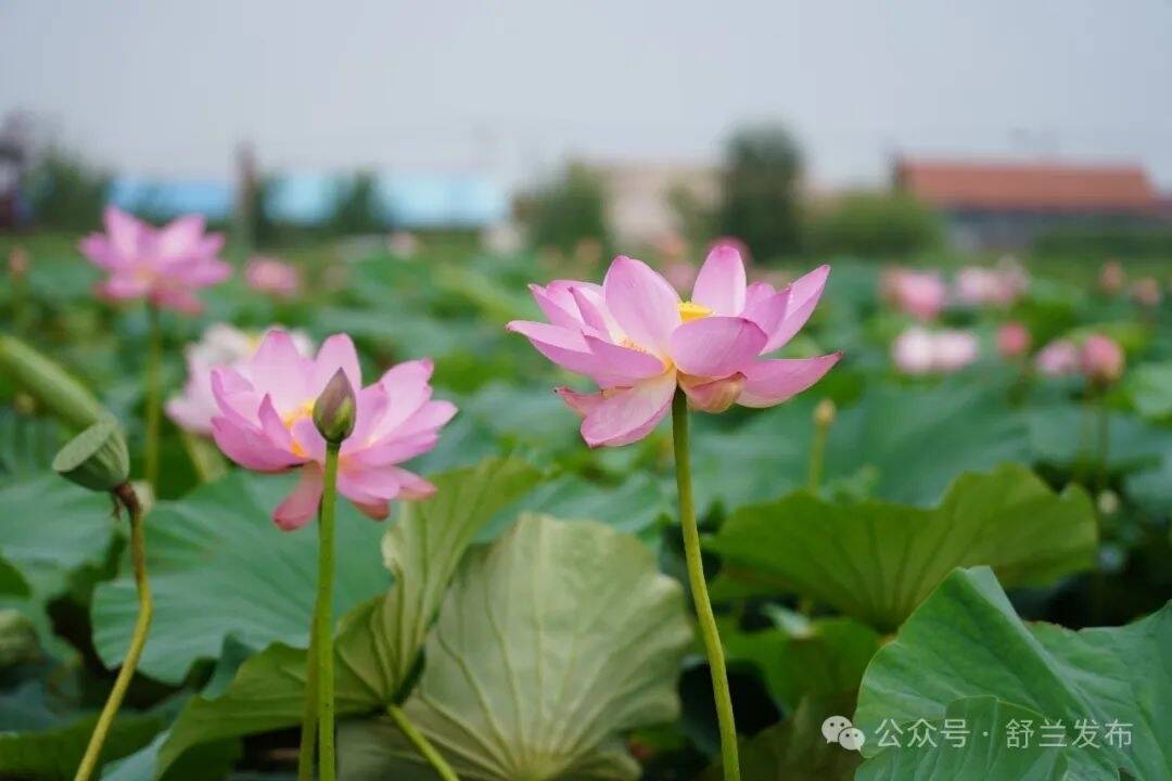 舒兰市舒伊尔哈湿地公园赏荷正当时