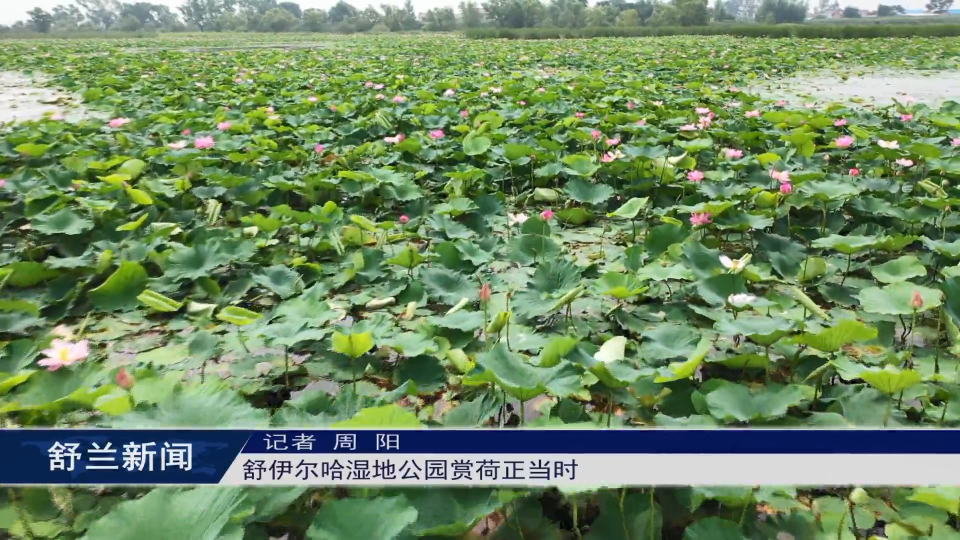 魅力舒兰丨舒伊尔哈湿地公园赏荷正当时