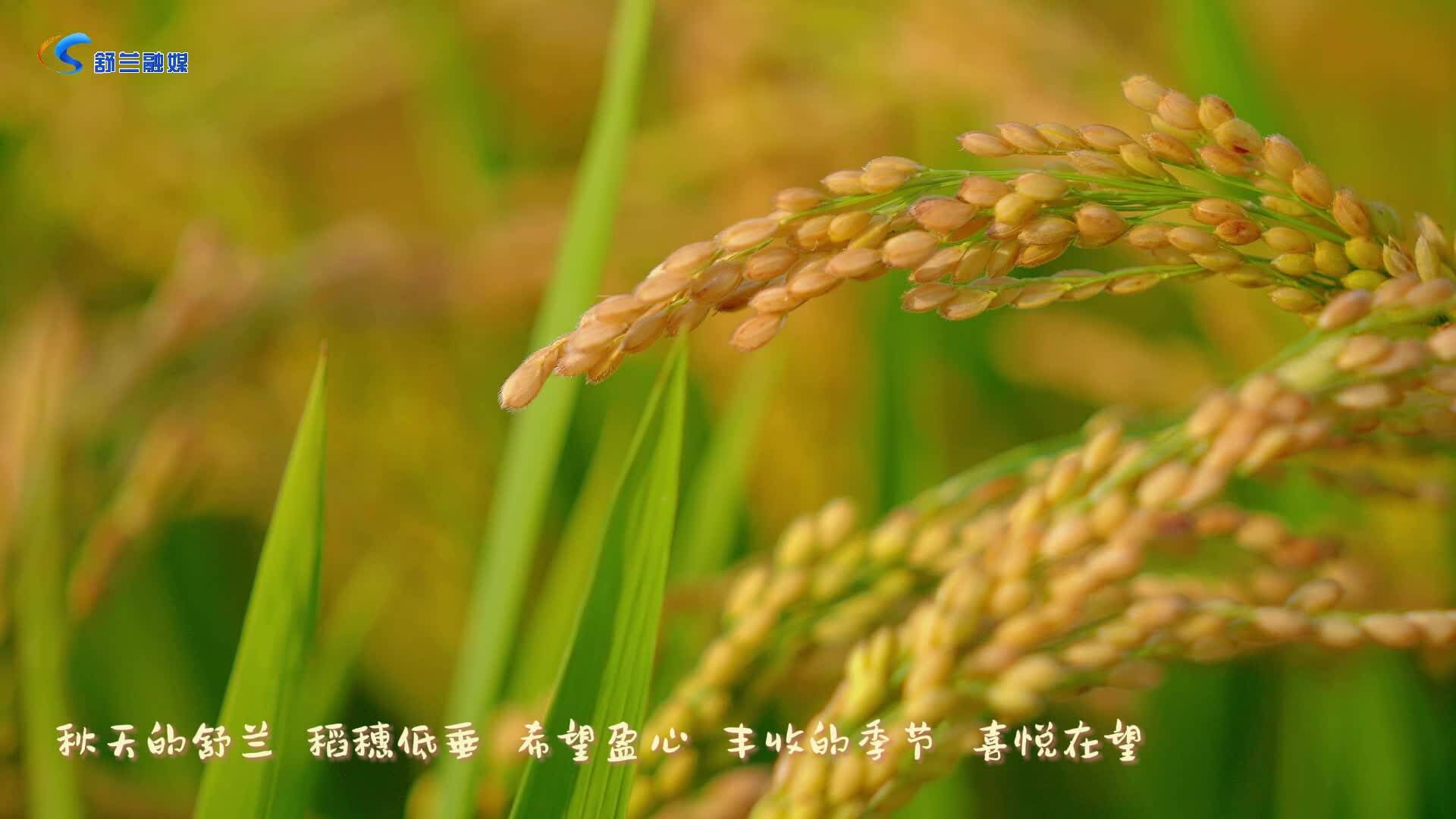秋之舒兰-溪河镇三莲稻田公园