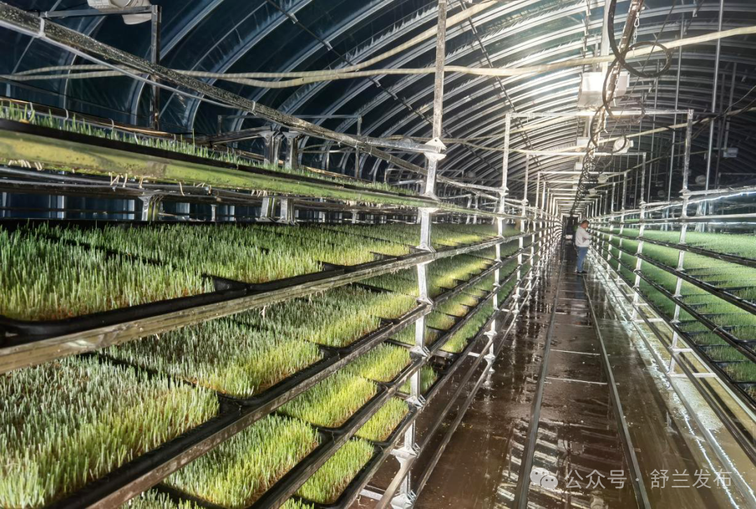 舒兰市金马镇温室牧草工厂化循环种植项目显成效