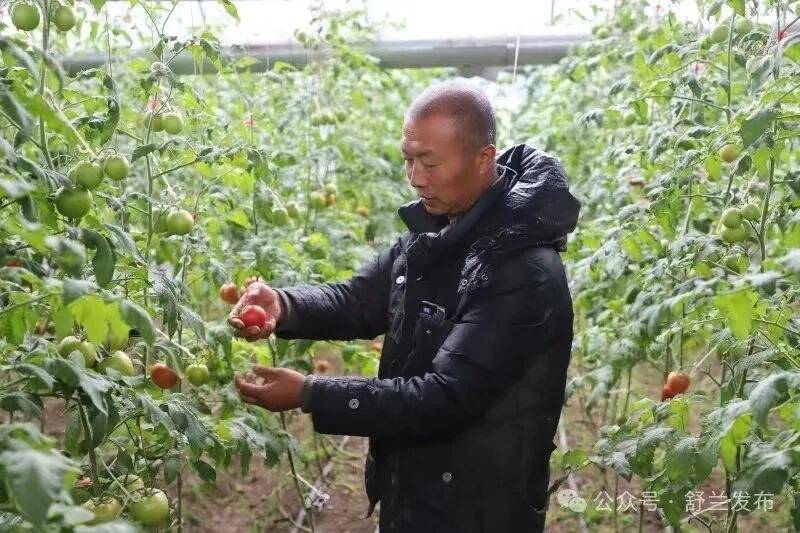 舒兰市长麻沟西红柿迎来上市季