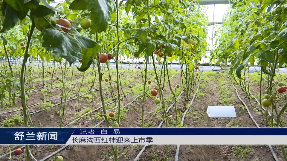 舒兰：长麻沟西红柿迎来上市季