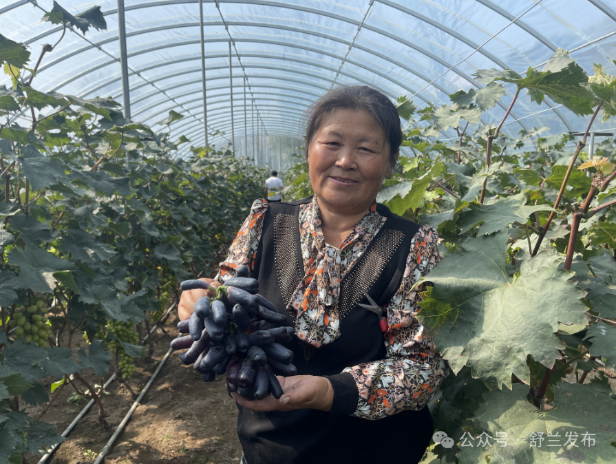 舒兰市四合采摘园葡萄“甜蜜”丰收