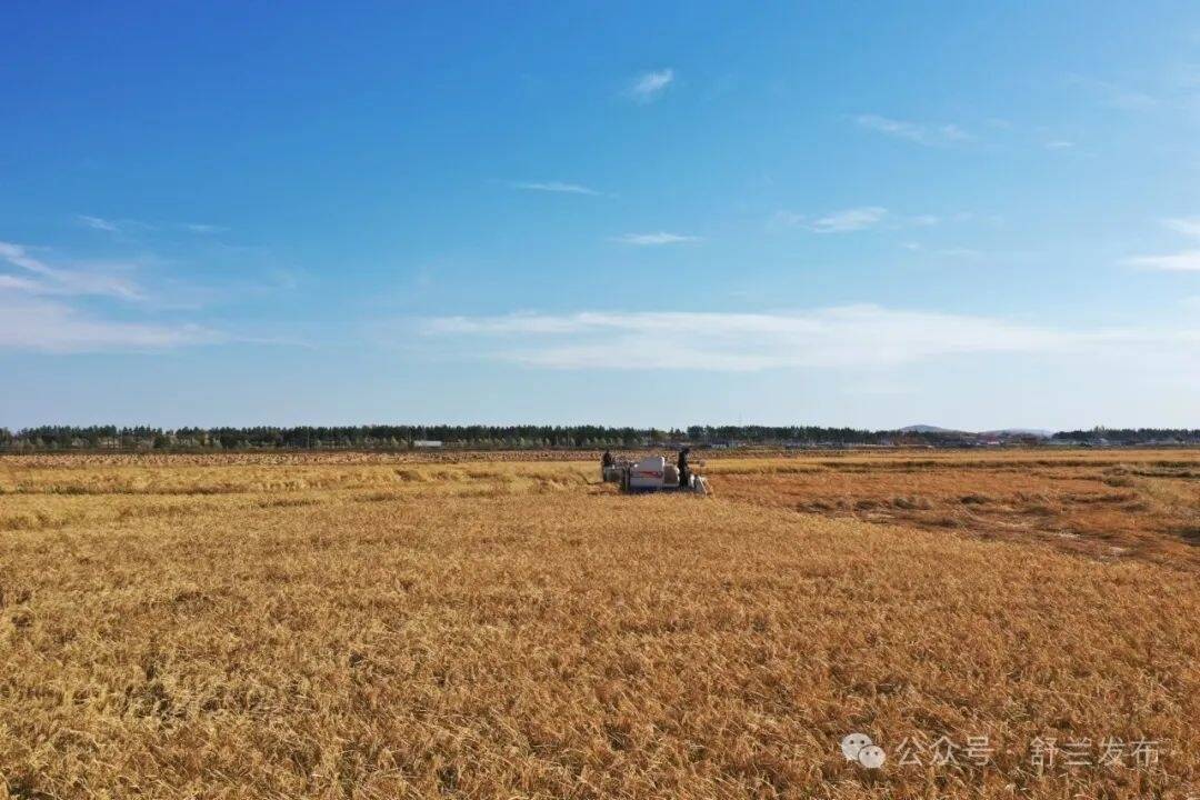 舒兰市水稻收割已完成80%