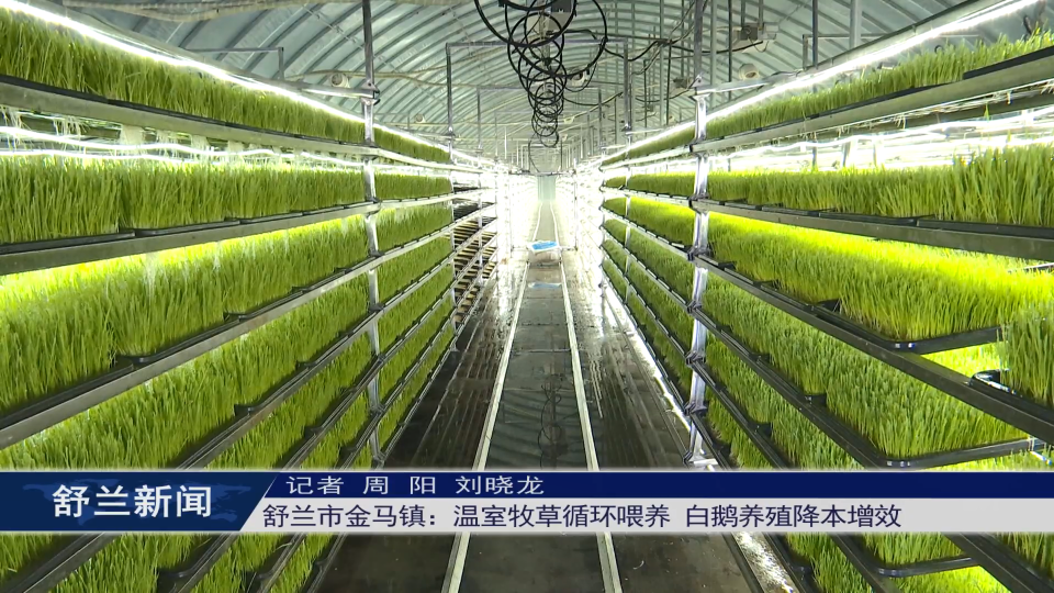 舒兰市金马镇：温室牧草循环喂养 白鹅​养殖降本增效