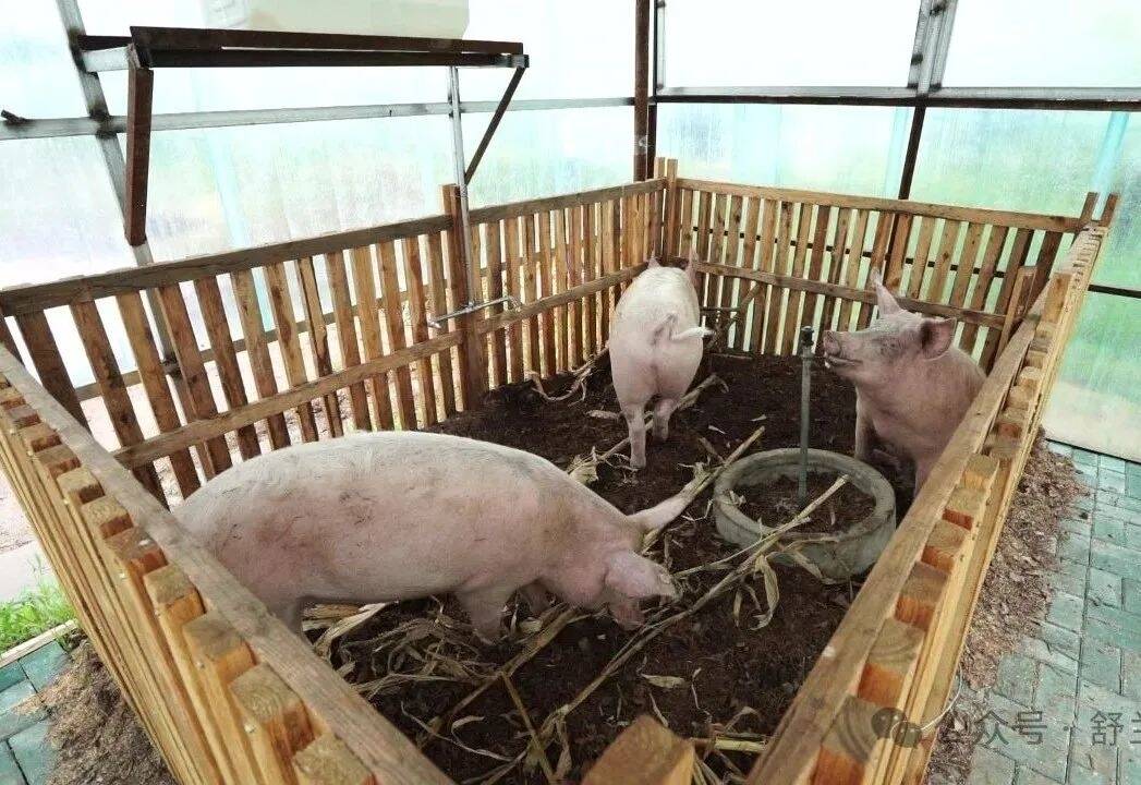 “种养循环”，这个村养猪有新招！