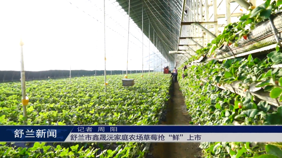 舒兰市鑫晟沅家庭农场草莓抢“鲜”上市