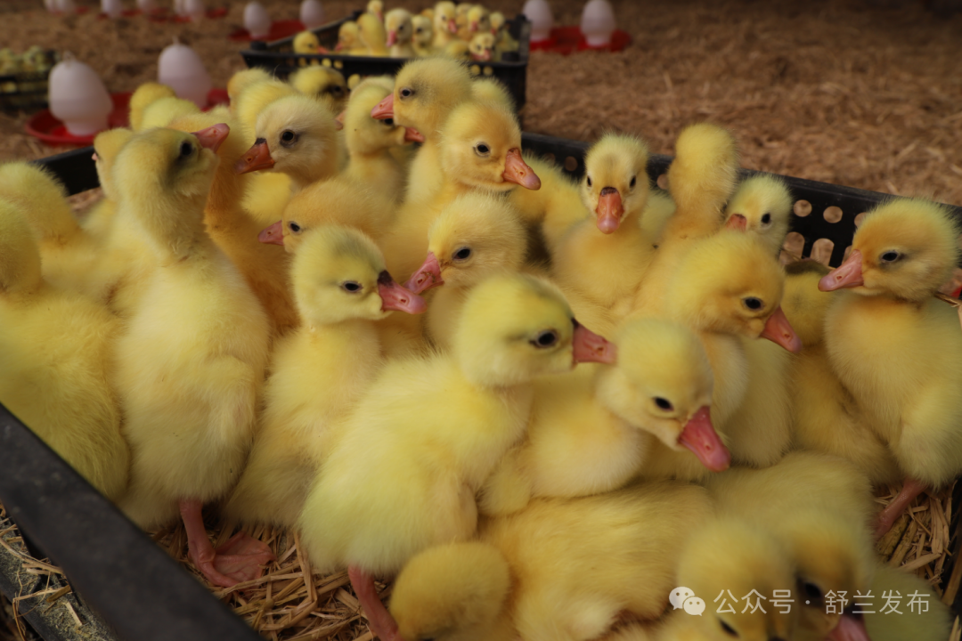 舒兰市法特镇今年首批鹅雏入棚