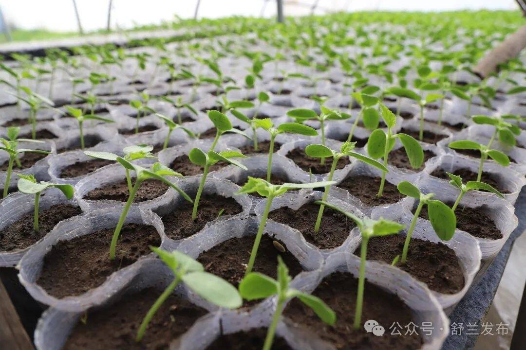 舒兰法特棚膜经济让农民四季有钱赚