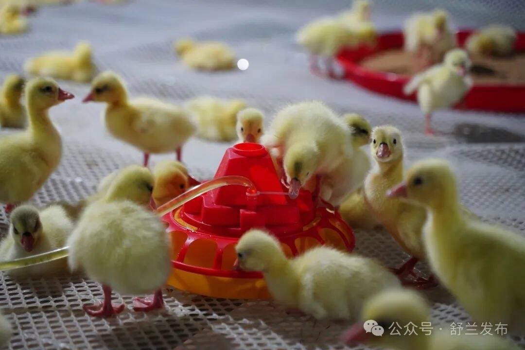 舒兰天德：创新白鹅养殖模式 串起富民&ldquo;产业链&rdquo;