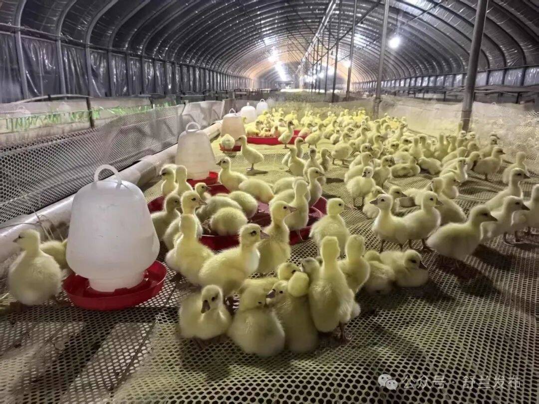 1.8万羽！舒兰白旗白鹅产业扩容