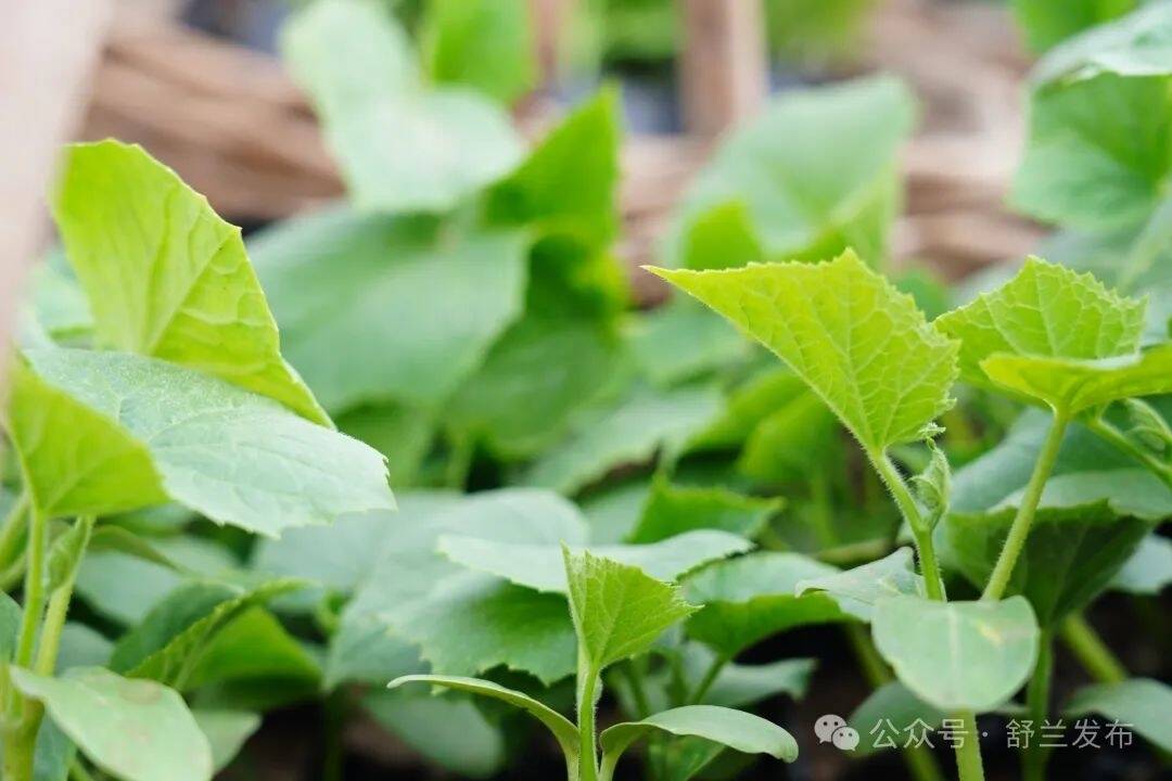 舒兰市兴山村蔬菜大棚满眼新绿