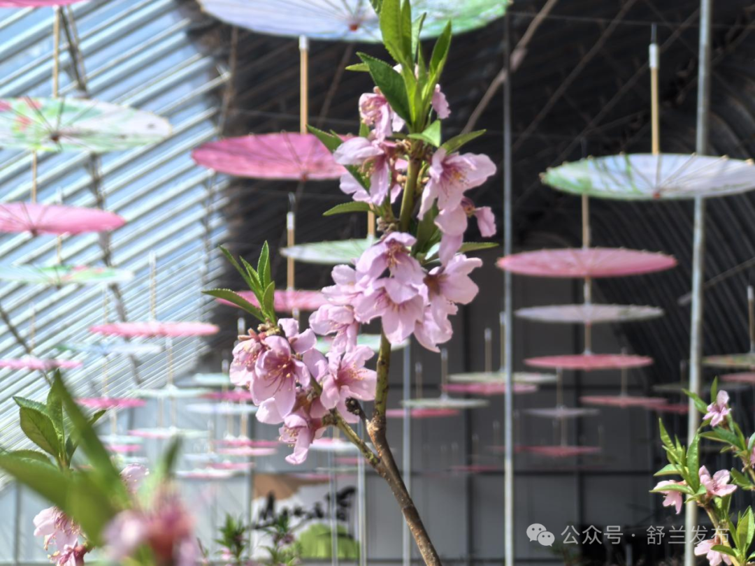 赏花+萌宠 舒兰这个产业园解锁新玩法