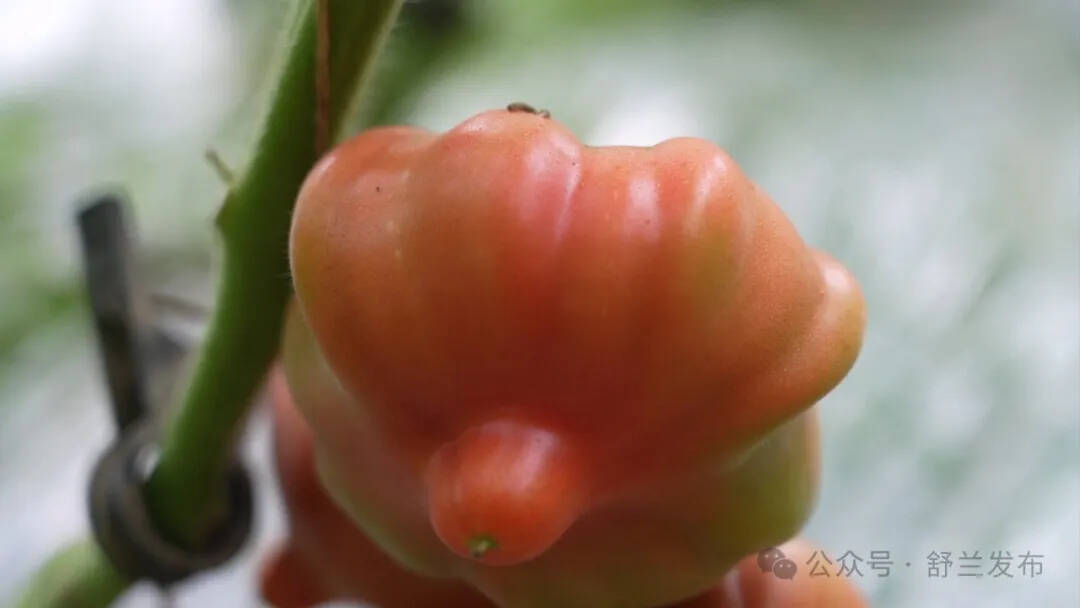 柿子红日子红！舒兰长麻沟的致富密码