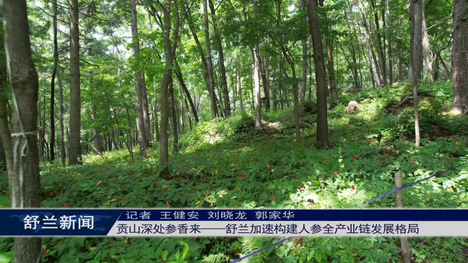 贡山深处参香来——舒兰加速构建人参全产业链发展格局
