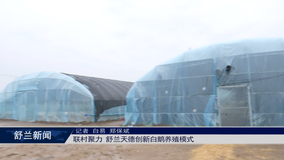 联村聚力 舒兰天德创新白鹅养殖模式