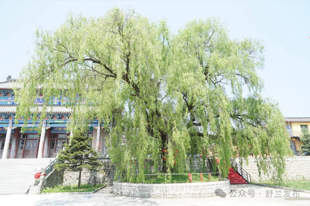 年轮撰写生态答卷——舒兰多措并举护古树
